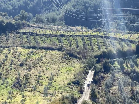 DÜZİÇİNDE HAZIR UYGUN ZEYTİN