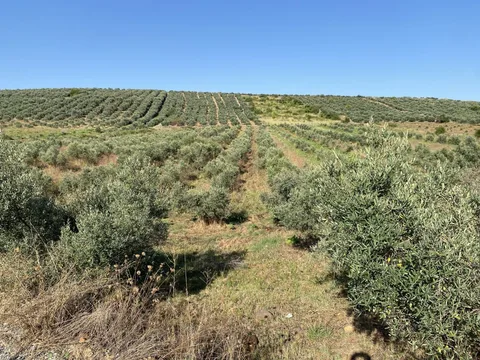 ELLEKTEMERKEZE YAKIN RESMİ YOLU MÜSTAKİL TAPUSU OLAN ÇOK